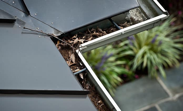 What’s Bugging Your Rain Gutters?