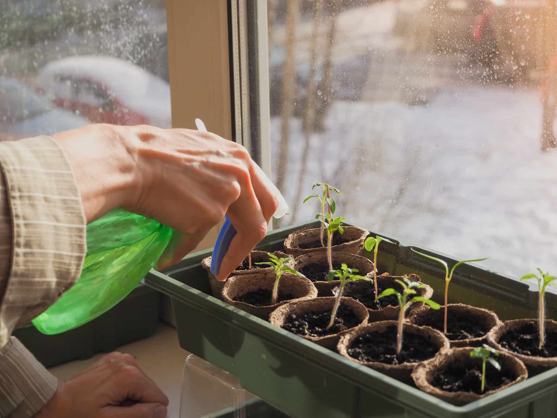 What can I grow in my Garden Window?