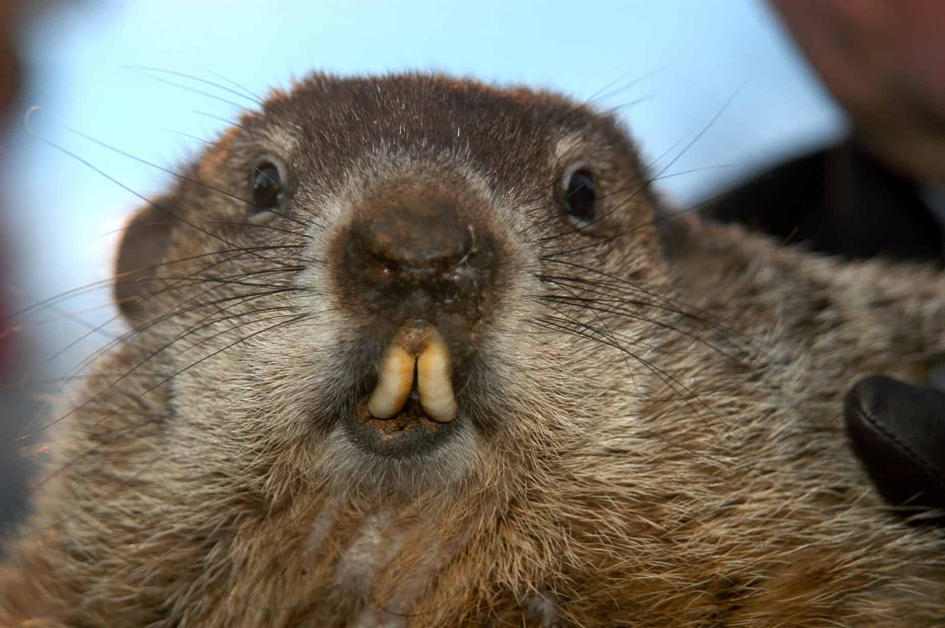 Six Ways to Keep Your Home Warmer If Punxsutawney Phil Sees His Shadow